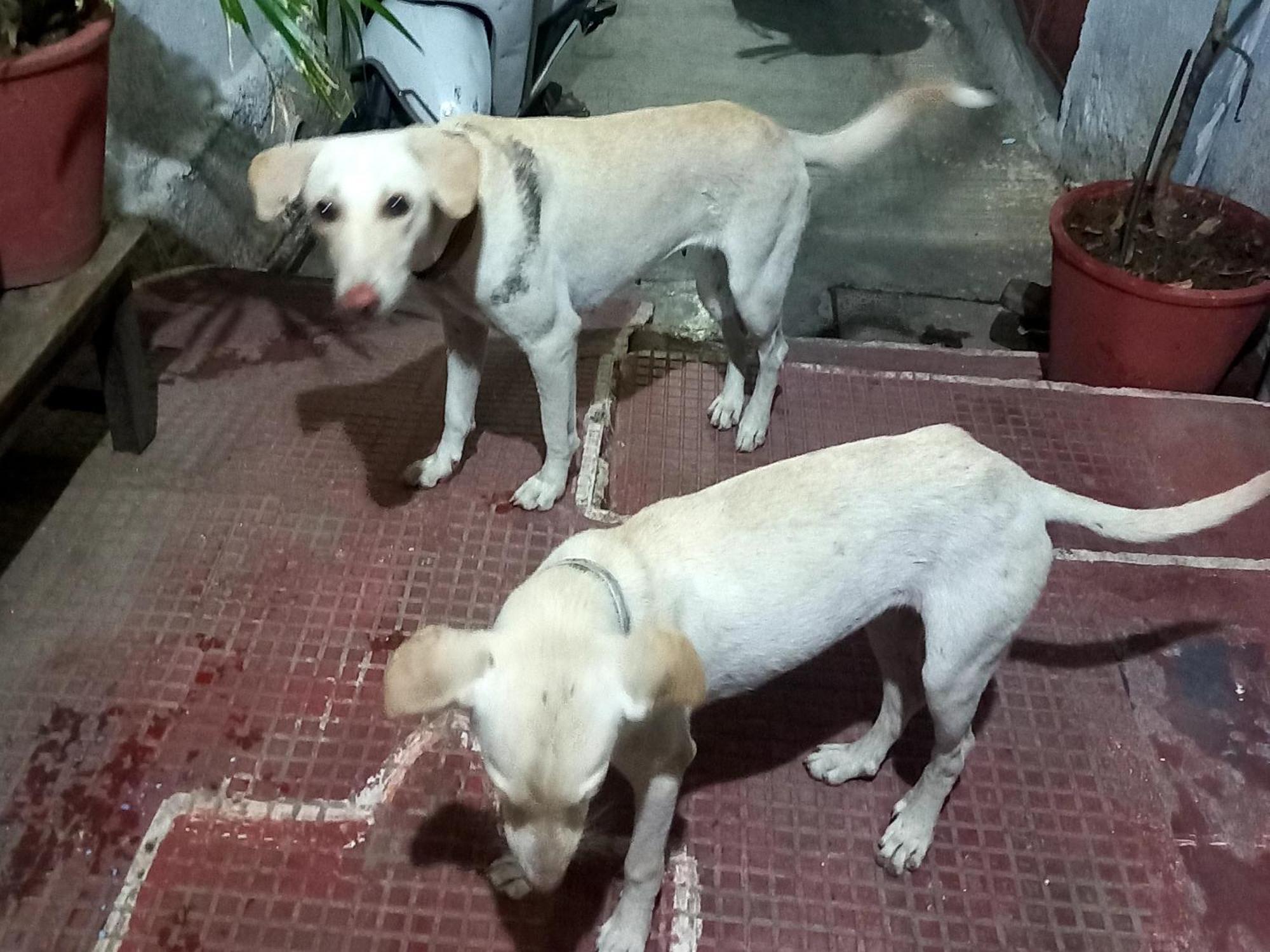 Nandini Paying Guest House Udaipur Luaran gambar